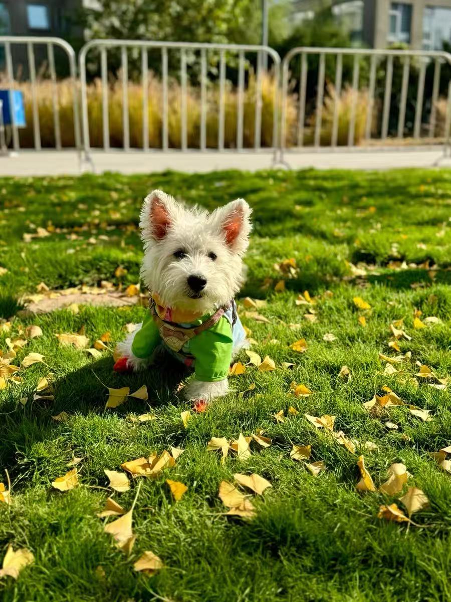 Dog Outdoor Jacket – Lightweight, Breathable Windbreaker for Small Dogs|Waterproof, Dirt-Resistant|Leash-Friendly Design