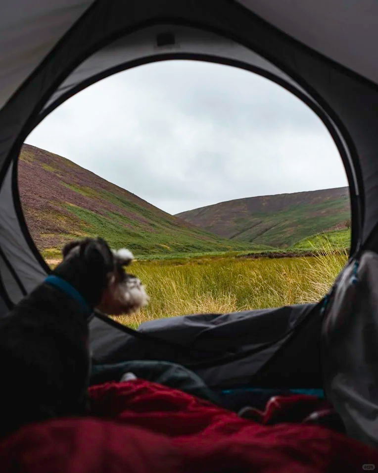 Dog Camping Essentials