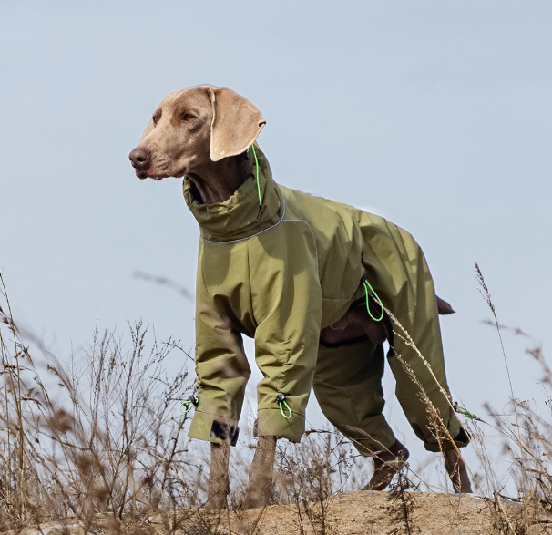 Dog outdoor jacket